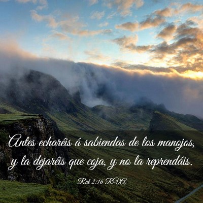 Picture 03 - Rut 2:16 RVA - Antes echaréis á sabiendas de los manojos, y la - Bible Verse Picture