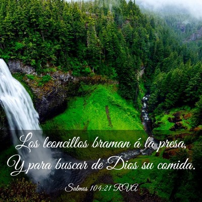 Picture 03 - Salmos 104:21 RVA - Los leoncillos braman á la presa, Y para buscar - Bible Verse Picture