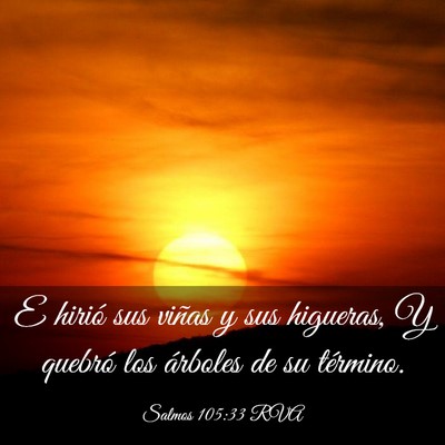 Picture 03 - Salmos 105:33 RVA - E hirió sus viñas y sus higueras, Y quebró los - Bible Verse Picture