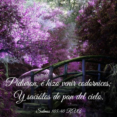 Picture 03 - Salmos 105:40 RVA - Pidieron, é hizo venir codornices; Y saciólos - Bible Verse Picture
