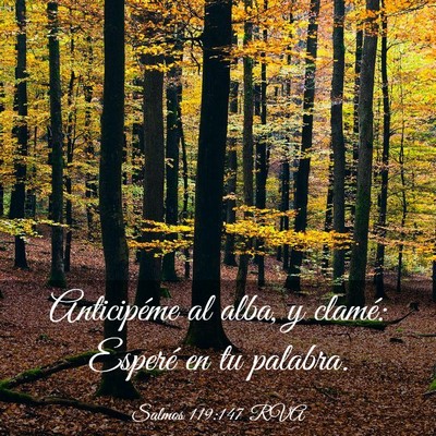 Picture 03 - Salmos 119:147 RVA - Anticipéme al alba, y clamé: Esperé en tu - Bible Verse Picture