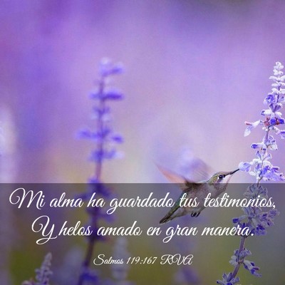 Picture 03 - Salmos 119:167 RVA - Mi alma ha guardado tus testimonios, Y helos - Bible Verse Picture