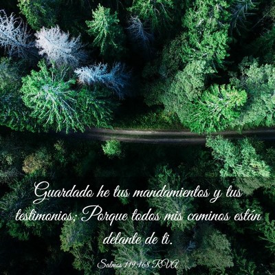 Picture 03 - Salmos 119:168 RVA - Guardado he tus mandamientos y tus testimonios; - Bible Verse Picture