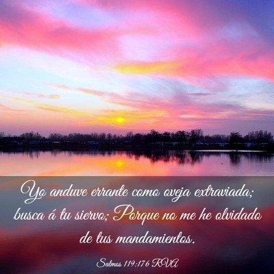 Picture 03 - Salmos 119:176 RVA - Yo anduve errante como oveja extraviada; busca á - Bible Verse Picture