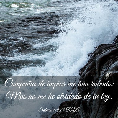 Picture 03 - Salmos 119:61 RVA - Compañía de impíos me han robado: Mas no me he - Bible Verse Picture