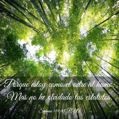 Picture 03 - Salmos 119:83 RVA - Porque estoy como el odre al humo; Mas no he - Bible Verse Picture