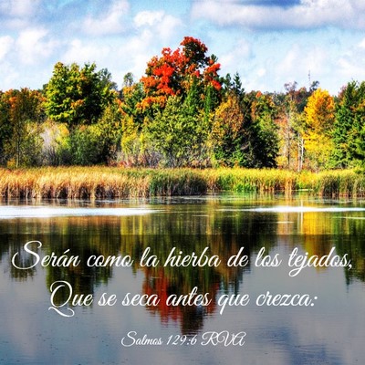 Picture 03 - Salmos 129:6 RVA - Serán como la hierba de los tejados, Que se seca - Bible Verse Picture