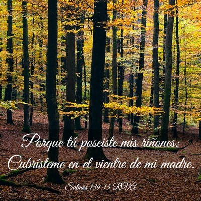 Picture 03 - Salmos 139:13 RVA - Porque tú poseiste mis riñones; Cubrísteme en - Bible Verse Picture