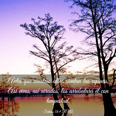 Picture 03 - Salmos 58:9 RVA - Antes que vuestras ollas sientan las espinas, - Bible Verse Picture