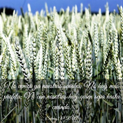 Picture 03 - Salmos 74:9 RVA - No vemos ya nuestras señales: No hay más - Bible Verse Picture