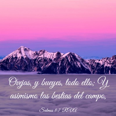 Picture 03 - Salmos 8:7 RVA - Ovejas, y bueyes, todo ello; Y asimismo las - Bible Verse Picture