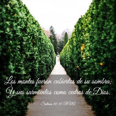 Picture 03 - Salmos 80:10 RVA - Los montes fueron cubiertos de su sombra; Y sus - Bible Verse Picture