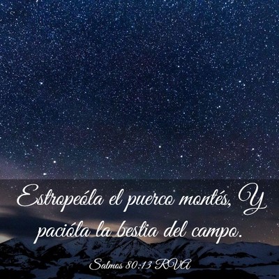 Picture 03 - Salmos 80:13 RVA - Estropeóla el puerco montés, Y pacióla la - Bible Verse Picture