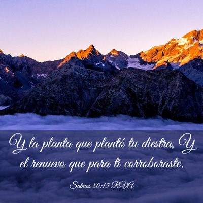 Picture 03 - Salmos 80:15 RVA - Y la planta que plantó tu diestra, Y el renuevo - Bible Verse Picture