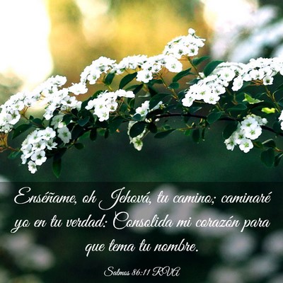 Picture 03 - Salmos 86:11 RVA - Enséñame, oh Jehová, tu camino; caminaré yo - Bible Verse Picture