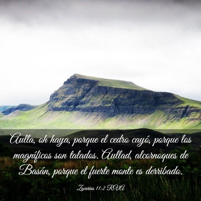 Picture 03 - Zacarías 11:2 RVA - Aulla, oh haya, porque el cedro cayó, porque los - Bible Verse Picture