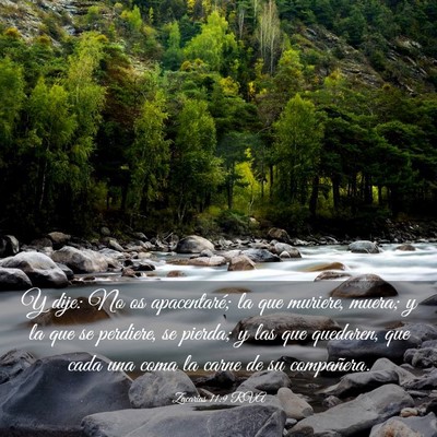 Picture 03 - Zacarías 11:9 RVA - Y dije: No os apacentaré; la que muriere, muera; - Bible Verse Picture
