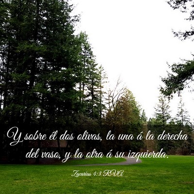 Picture 03 - Zacarías 4:3 RVA - Y sobre él dos olivas, la una á la derecha del - Bible Verse Picture