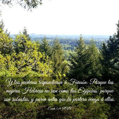 Picture 03 - Éxodo 1:19 RVA - Y las parteras respondieron á Faraón: Porque - Bible Verse Picture