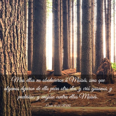 Picture 03 - Éxodo 16:20 RVA - Mas ellos no obedecieron á Moisés, sino que - Bible Verse Picture