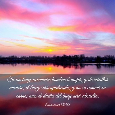 Picture 03 - Éxodo 21:28 RVA - Si un buey acorneare hombre ó mujer, y de - Bible Verse Picture