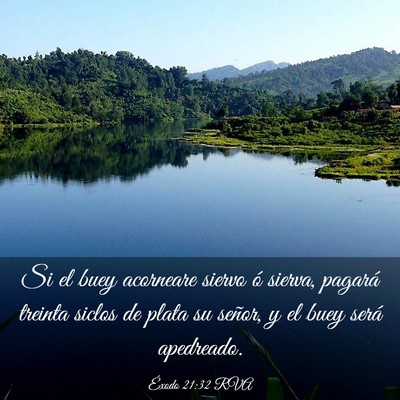 Picture 03 - Éxodo 21:32 RVA - Si el buey acorneare siervo ó sierva, pagará - Bible Verse Picture