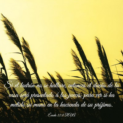 Picture 03 - Éxodo 22:8 RVA - Si el ladrón no se hallare, entonces el dueño - Bible Verse Picture
