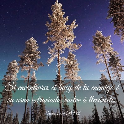 Picture 03 - Éxodo 23:4 RVA - Si encontrares el buey de tu enemigo ó su asno - Bible Verse Picture