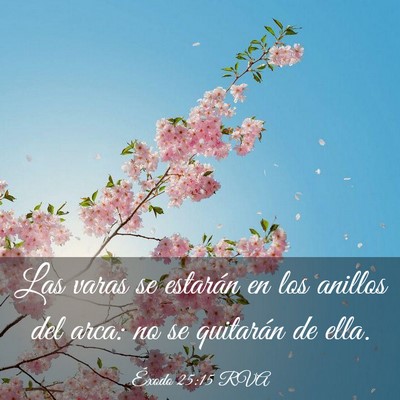 Picture 03 - Éxodo 25:15 RVA - Las varas se estarán en los anillos del arca: no - Bible Verse Picture