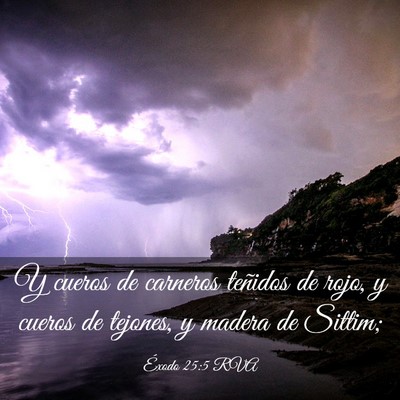 Picture 03 - Éxodo 25:5 RVA - Y cueros de carneros teñidos de rojo, y cueros - Bible Verse Picture