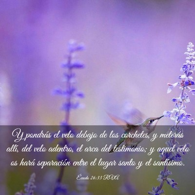 Picture 03 - Éxodo 26:33 RVA - Y pondrás el velo debajo de los corchetes, y - Bible Verse Picture