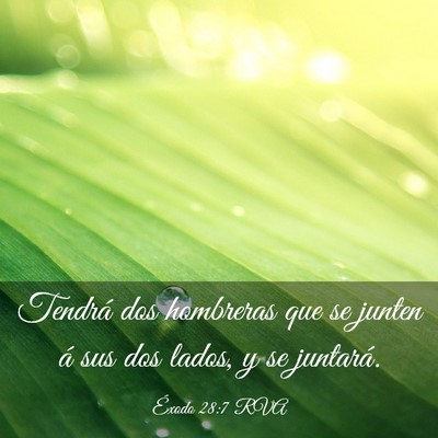 Picture 03 - Éxodo 28:7 RVA - Tendrá dos hombreras que se junten á sus dos - Bible Verse Picture