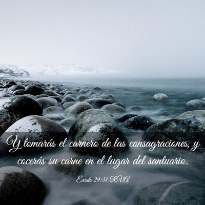 Picture 03 - Éxodo 29:31 RVA - Y tomarás el carnero de las consagraciones, y - Bible Verse Picture