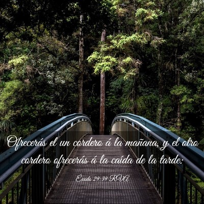Picture 03 - Éxodo 29:39 RVA - Ofrecerás el un cordero á la mañana, y el otro - Bible Verse Picture