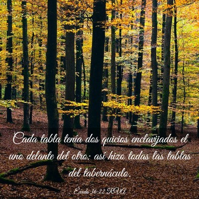 Picture 03 - Éxodo 36:22 RVA - Cada tabla tenía dos quicios enclavijados el uno - Bible Verse Picture