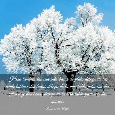 Picture 03 - Éxodo 36:24 RVA - Hizo también las cuarenta basas de plata debajo - Bible Verse Picture