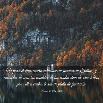 Picture 03 - Éxodo 36:36 RVA - Y para él hizo cuatro columnas de madera de - Bible Verse Picture