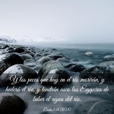 Picture 03 - Éxodo 7:18 RVA - Y los peces que hay en el río morirán, y - Bible Verse Picture