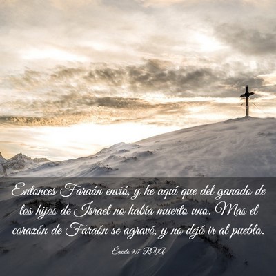 Picture 03 - Éxodo 9:7 RVA - Entonces Faraón envió, y he aquí que del - Bible Verse Picture