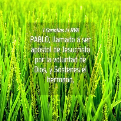 Picture 04 - 1 Corintios 1:1 RVA - PABLO, llamado á ser apóstol de Jesucristo por - Bible Verse Picture