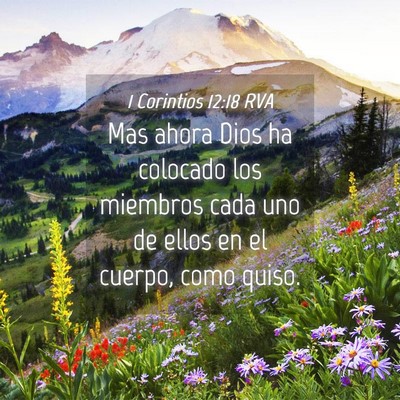 Picture 04 - 1 Corintios 12:18 RVA - Mas ahora Dios ha colocado los miembros cada uno - Bible Verse Picture