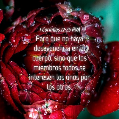 Picture 04 - 1 Corintios 12:25 RVA - Para que no haya desavenencia en el cuerpo, sino - Bible Verse Picture
