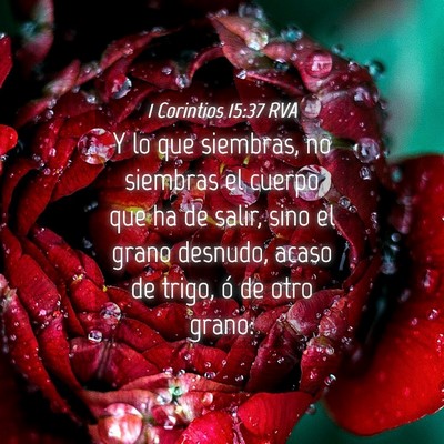 Picture 04 - 1 Corintios 15:37 RVA - Y lo que siembras, no siembras el cuerpo que ha - Bible Verse Picture