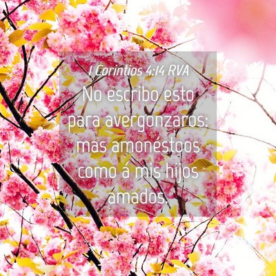 Picture 04 - 1 Corintios 4:14 RVA - No escribo esto para avergonzaros: mas - Bible Verse Picture