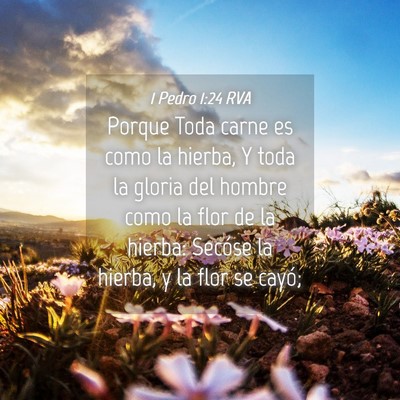 Picture 04 - 1 Pedro 1:24 RVA - Porque Toda carne es como la hierba, Y toda la - Bible Verse Picture
