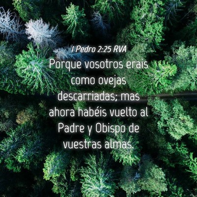 Picture 04 - 1 Pedro 2:25 RVA - Porque vosotros erais como ovejas descarriadas; - Bible Verse Picture