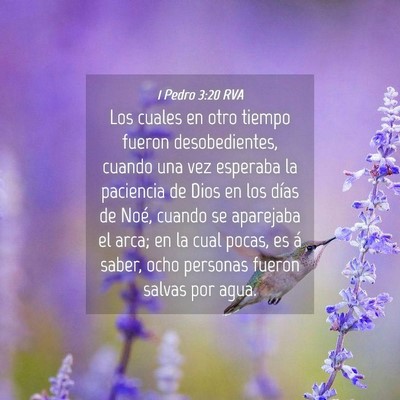 Picture 04 - 1 Pedro 3:20 RVA - Los cuales en otro tiempo fueron desobedientes, - Bible Verse Picture