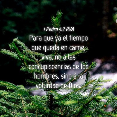 Picture 04 - 1 Pedro 4:2 RVA - Para que ya el tiempo que queda en carne, viva, - Bible Verse Picture