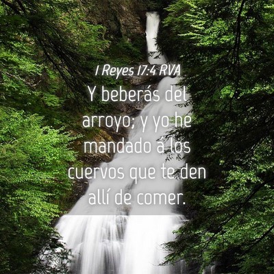 Picture 04 - 1 Reyes 17:4 RVA - Y beberás del arroyo; y yo he mandado á los - Bible Verse Picture
