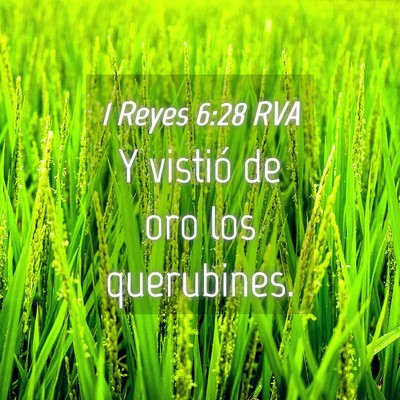 Picture 04 - 1 Reyes 6:28 RVA - Y vistió de oro los - Bible Verse Picture